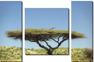 Модульная картина Дерево (Tree) №27