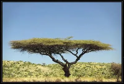 Картина Дерево (Tree) №27
