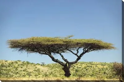 Постер Дерево (Tree) №27
