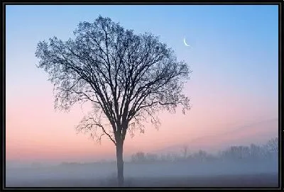 Картина Дерево в тумане (Tree in the fog)