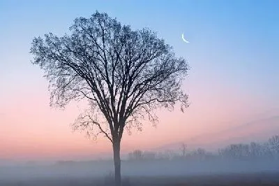 Плакат Дерево в тумане (Tree in the fog)