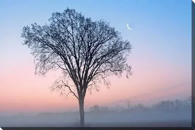 Постер Дерево в тумане (Tree in the fog)