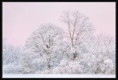 Картина Заснеженные деревья (Snow-covered trees) №2