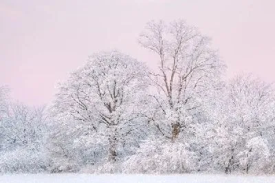 Плакат Заснеженные деревья (Snow-covered trees) №2
