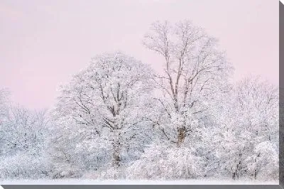 Постер Заснеженные деревья (Snow-covered trees) №2