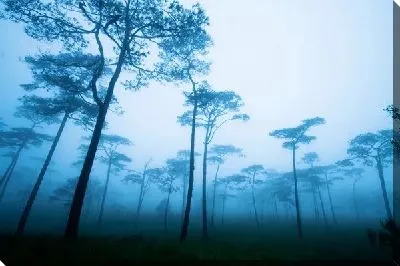 Постер Лес в тумане (Forest in fog)