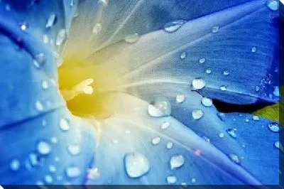 Постер Цветок (Flower) №29