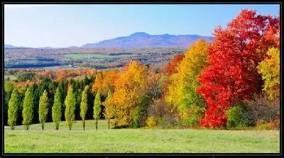 Картина Осенний лес (Autumn forest) №9