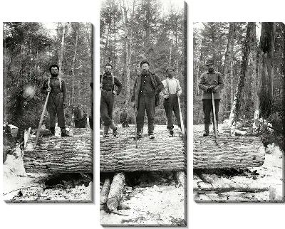 Спиленное дерево (Cut down a tree)