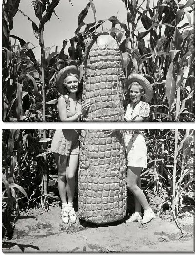 Модульная картина Скульптура початка кукурузы (Sculpture corn cob)