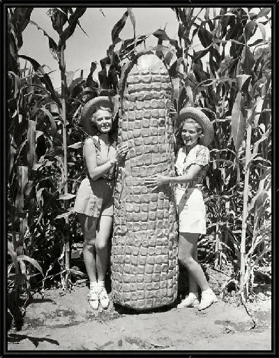 Картина Скульптура початка кукурузы (Sculpture corn cob)