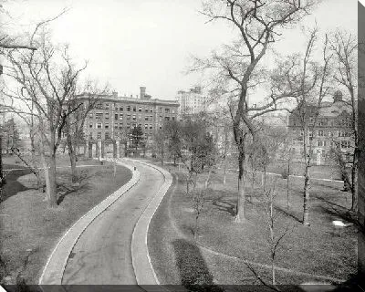 Постер Дорога в парке (The road to the park)