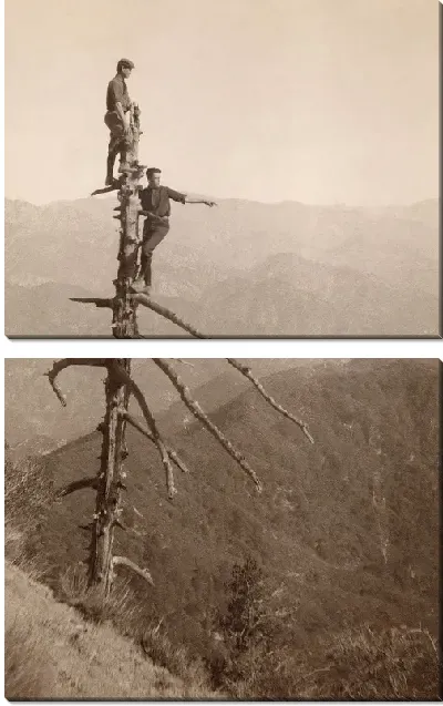 Модульная картина Высокое дерево (High tree)