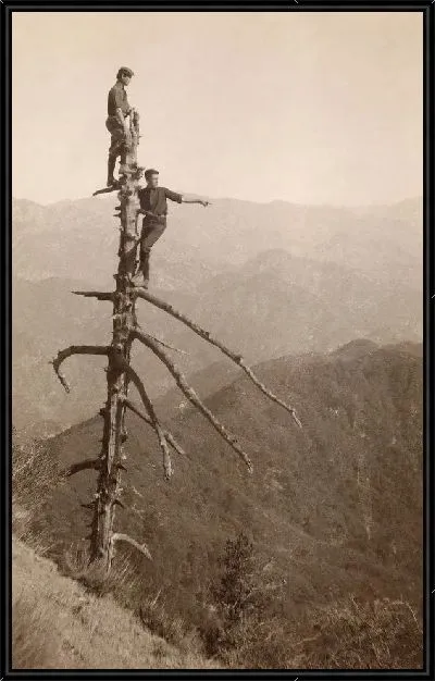 Картина Высокое дерево (High tree)