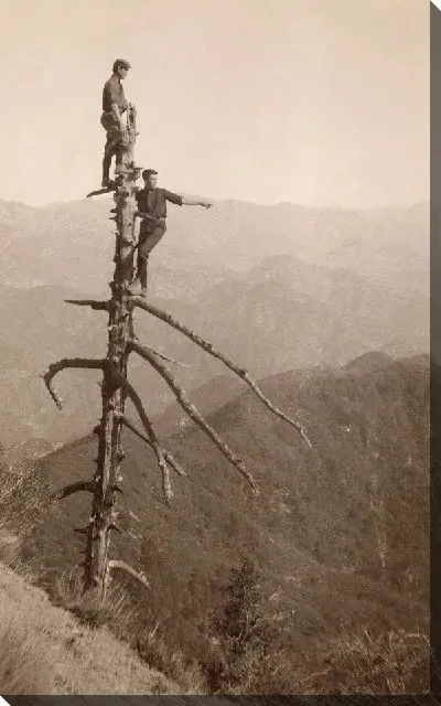 Постер Высокое дерево (High tree)