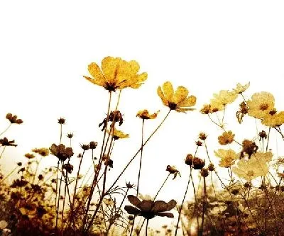Плакат Цветы (Flowers) №114