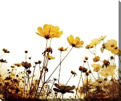 Постер Цветы (Flowers) №114