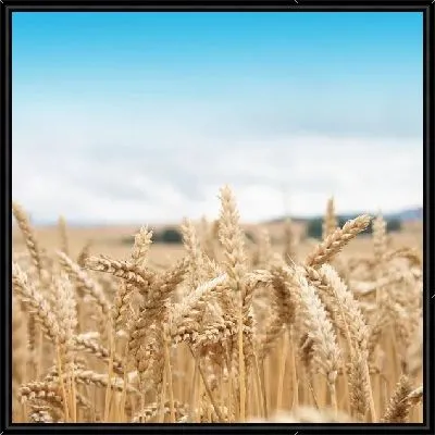 Картина Рожь (Rye) №2
