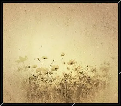 Ромашки (Daisie) №2