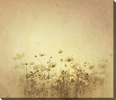 Ромашки (Daisie) №2