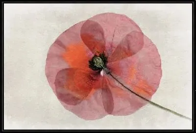 Картина Цветок (Flower) №30