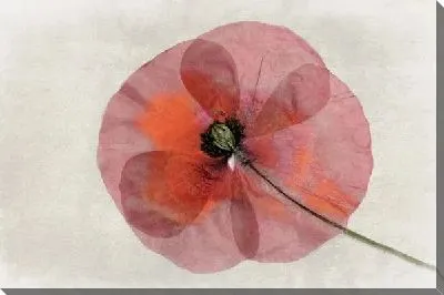 Постер Цветок (Flower) №30