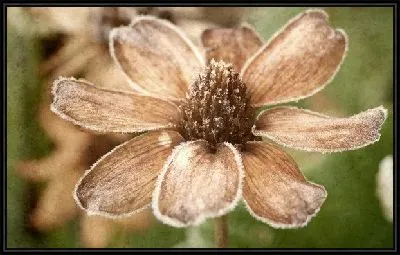 Картина Цветок (Flower) №31