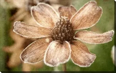 Постер Цветок (Flower) №31