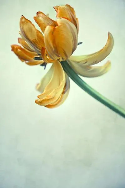 Плакат Оранжевый цветок (Orange flower) №2