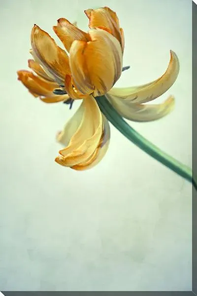 Постер Оранжевый цветок (Orange flower) №2