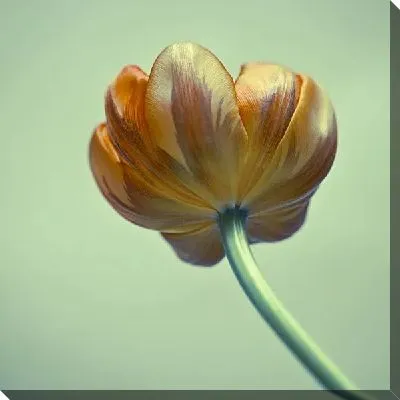 Постер Оранжевый цветок (Orange flower) №3