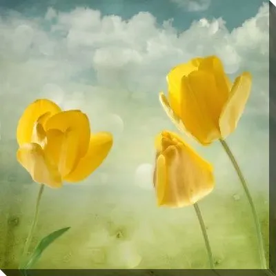 Постер Тюльпаны (Tulips) №18