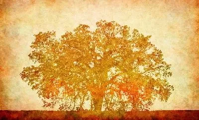 Плакат Дерево (Tree) №29