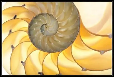 Наутилус (Nautilus)