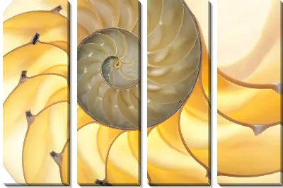 Наутилус (Nautilus)