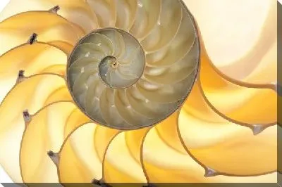 Наутилус (Nautilus)