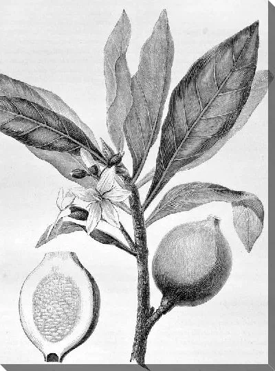 Постер Растение с фруктами (Plant with fruit)