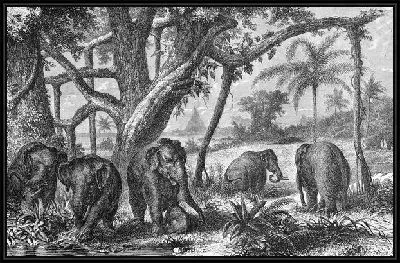 Картина Слоны (Elephants) №4