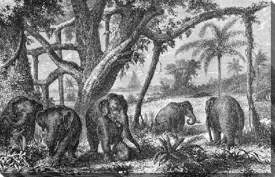 Постер Слоны (Elephants) №4