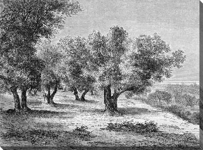 Постер Деревья (Trees) №9