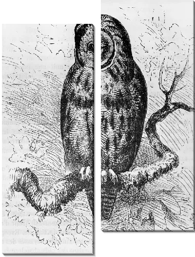 Модульная картина Сова (Owl) №10