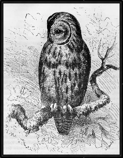 Картина Сова (Owl) №10