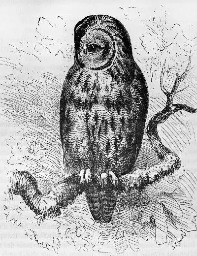 Плакат Сова (Owl) №10