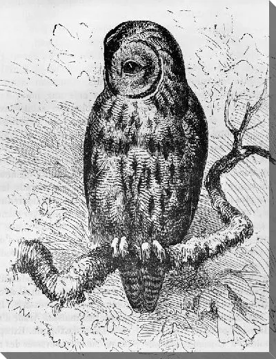 Постер Сова (Owl) №10