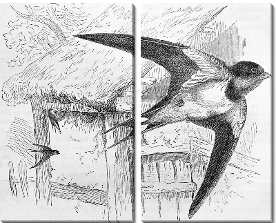 Модульная картина Ласточки (Swallows)