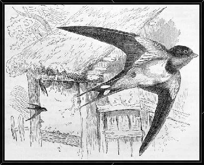 Картина Ласточки (Swallows)
