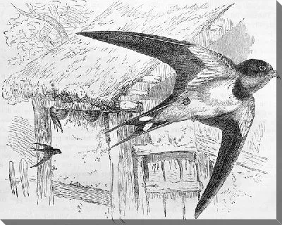 Ласточки (Swallows)