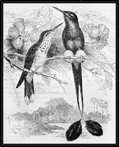 Картина Экзотические птицы (Exotic birds)