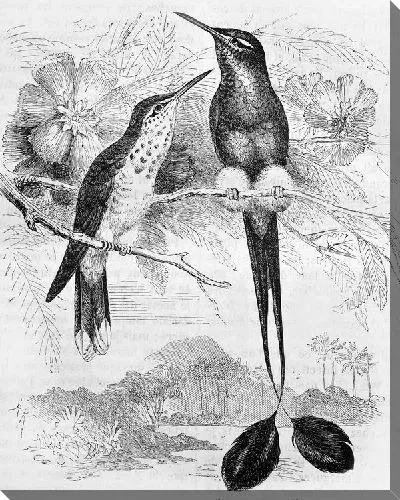 Постер Экзотические птицы (Exotic birds)