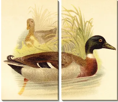 Модульная картина Утки (Ducks) №9